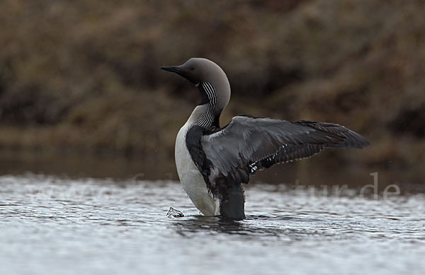 Prachttaucher (Gavia arctica)