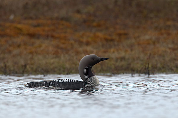 Prachttaucher (Gavia arctica)