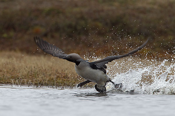 Prachttaucher (Gavia arctica)