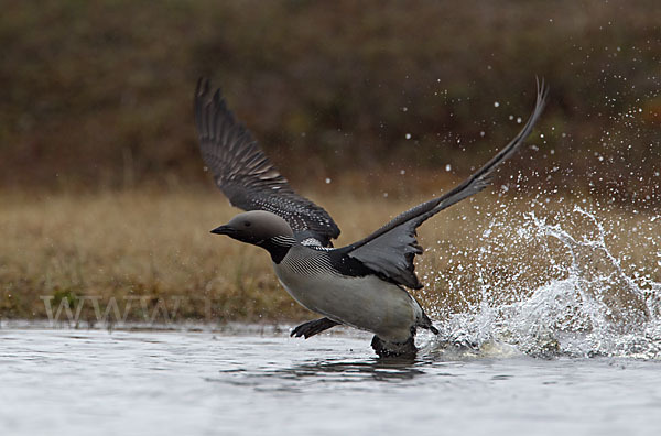 Prachttaucher (Gavia arctica)