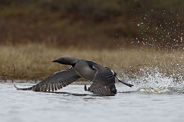 Prachttaucher (Gavia arctica)