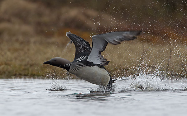 Prachttaucher (Gavia arctica)