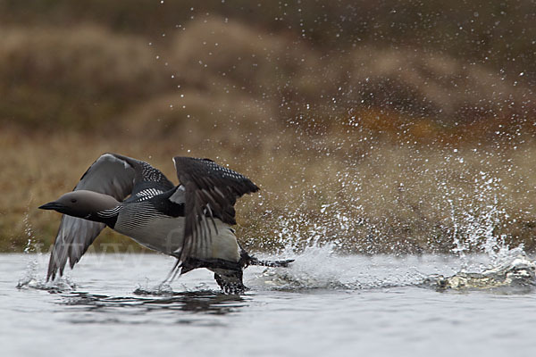 Prachttaucher (Gavia arctica)