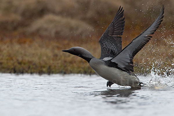 Prachttaucher (Gavia arctica)