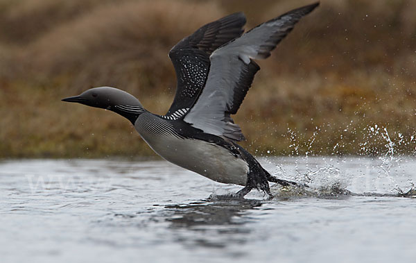 Prachttaucher (Gavia arctica)