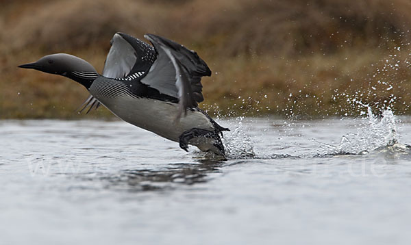 Prachttaucher (Gavia arctica)