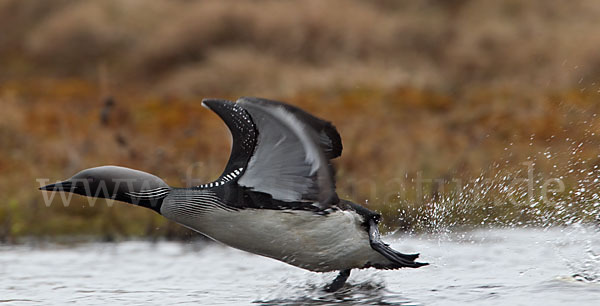 Prachttaucher (Gavia arctica)