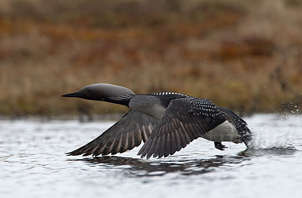 Prachttaucher (Gavia arctica)