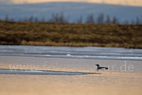 Prachttaucher (Gavia arctica)