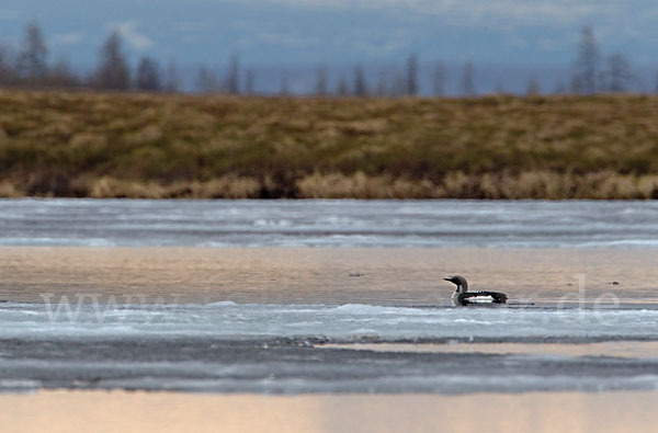 Prachttaucher (Gavia arctica)