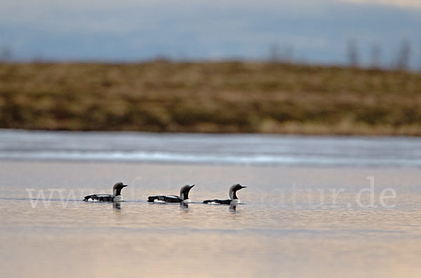 Prachttaucher (Gavia arctica)