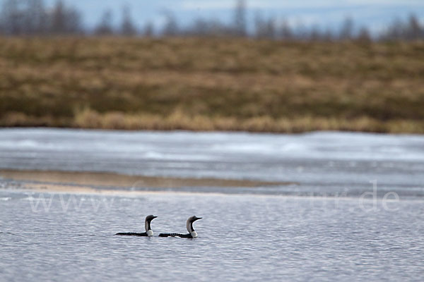 Prachttaucher (Gavia arctica)