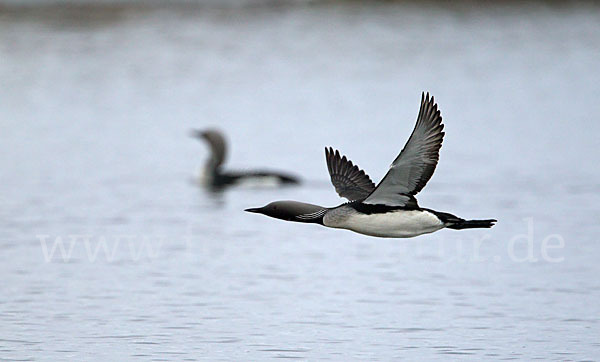 Prachttaucher (Gavia arctica)