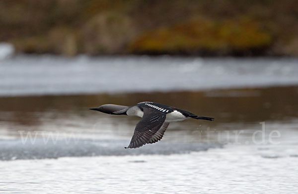 Prachttaucher (Gavia arctica)