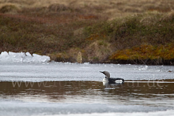 Prachttaucher (Gavia arctica)