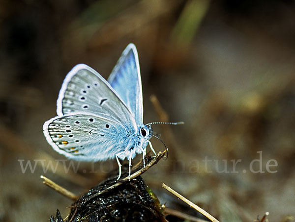 Prächtiger Bläuling (Polyommatus amandus)