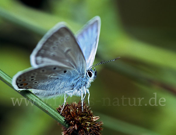 Prächtiger Bläuling (Polyommatus amandus)