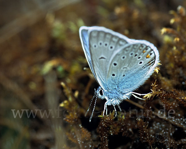 Prächtiger Bläuling (Polyommatus amandus)