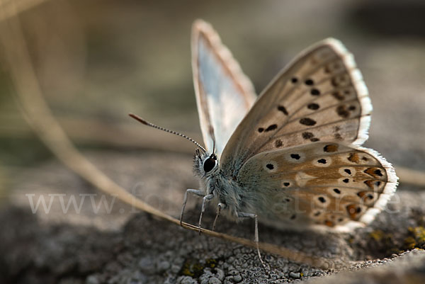 Prächtiger Bläuling (Polyommatus amandus)