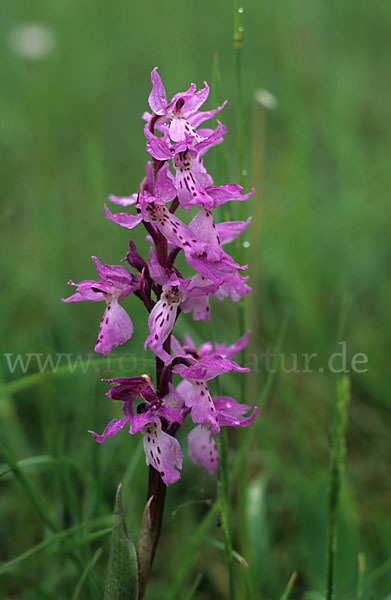 Prächtiges Knabenkraut (Orchis mascula ssp. Signifera)