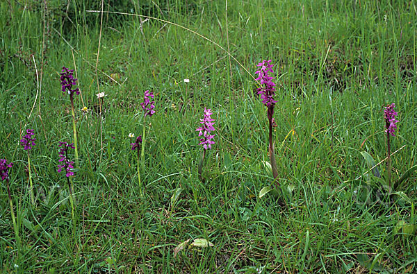 Prächtiges Knabenkraut (Orchis mascula ssp. Signifera)