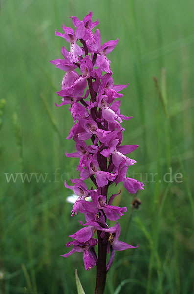 Prächtiges Knabenkraut (Orchis mascula ssp. Signifera)