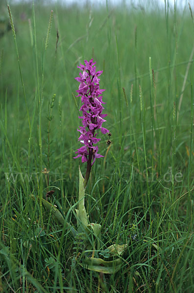 Prächtiges Knabenkraut (Orchis mascula ssp. Signifera)