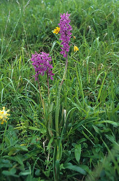 Prächtiges Knabenkraut (Orchis mascula ssp. Signifera)