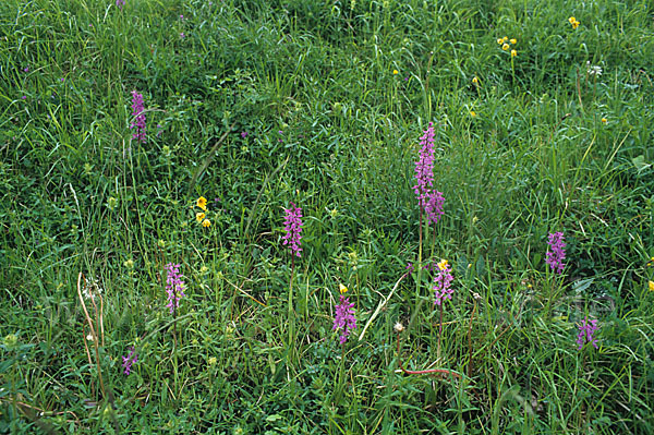 Prächtiges Knabenkraut (Orchis mascula ssp. Signifera)