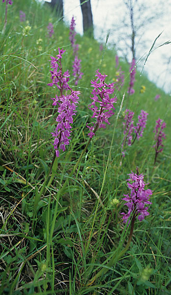 Prächtiges Knabenkraut (Orchis mascula ssp. Signifera)