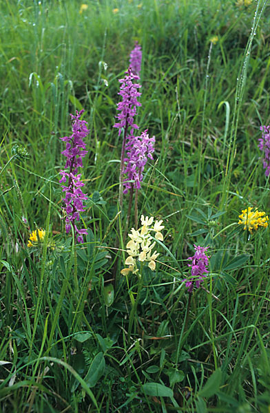 Prächtiges Knabenkraut (Orchis mascula ssp. Signifera)