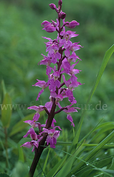 Prächtiges Knabenkraut (Orchis mascula ssp. Signifera)