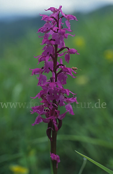 Prächtiges Knabenkraut (Orchis mascula ssp. Signifera)