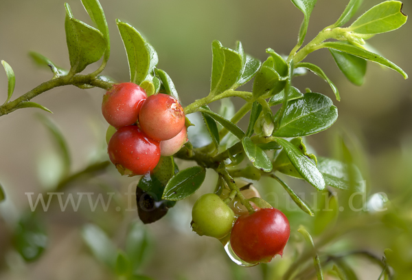 Preiselbeere (Vaccinium vitis-idaea)