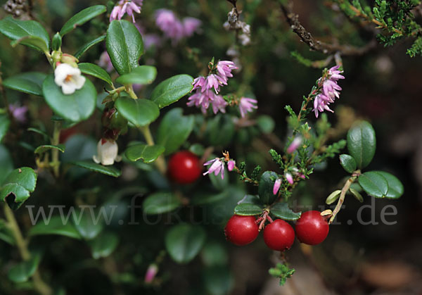 Preiselbeere (Vaccinium vitis-idaea)