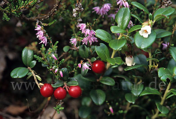 Preiselbeere (Vaccinium vitis-idaea)