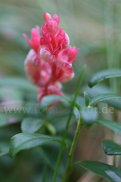 Preiselbeere (Vaccinium vitis-idaea)