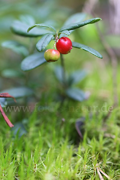 Preiselbeere (Vaccinium vitis-idaea)