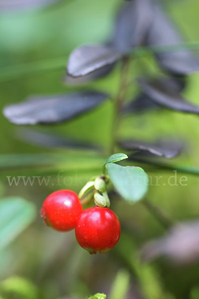 Preiselbeere (Vaccinium vitis-idaea)