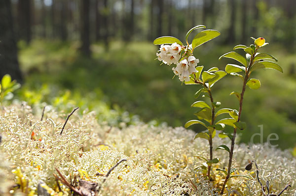 Preiselbeere (Vaccinium vitis-idaea)