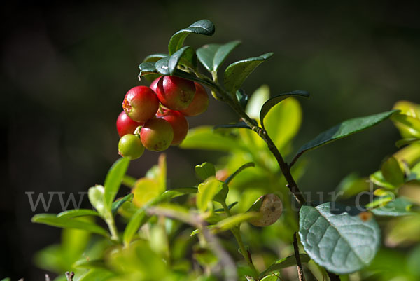 Preiselbeere (Vaccinium vitis-idaea)