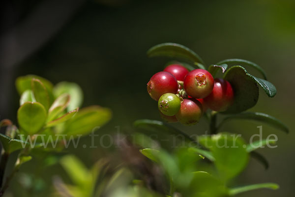 Preiselbeere (Vaccinium vitis-idaea)