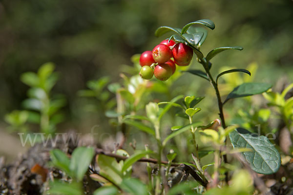 Preiselbeere (Vaccinium vitis-idaea)