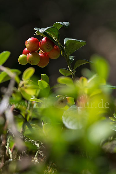 Preiselbeere (Vaccinium vitis-idaea)