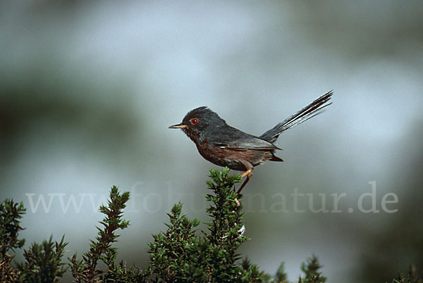 Provencegrasmücke (Sylvia undata)