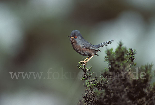 Provencegrasmücke (Sylvia undata)