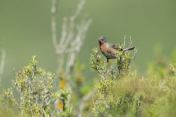 Provencegrasmücke (Sylvia undata)