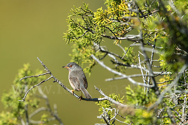 Provencegrasmücke (Sylvia undata)