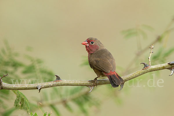 Pünktchenamarant (Lagonosticta rufopicta)