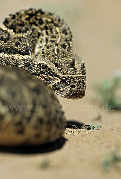 Puffotter (Bitis arietans)